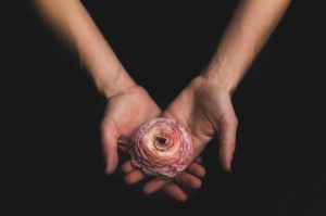 person holds pink flower with both hands